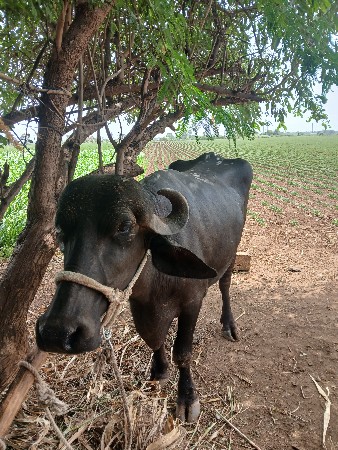ભેંસ વેચવાની છે