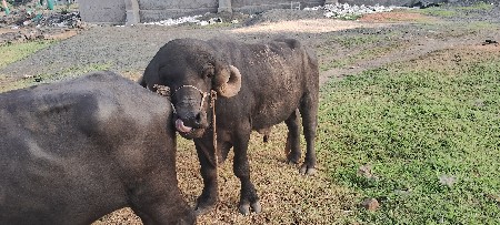 પાડો વેચવાનો છે