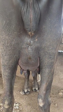 ભેંસ વેચવાની છે