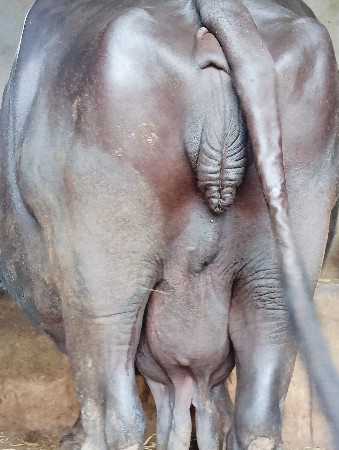 વેચવાની છે