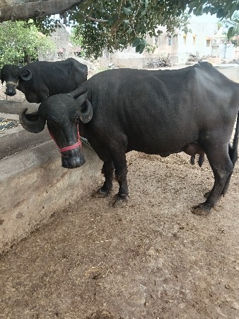 karan gadhavi