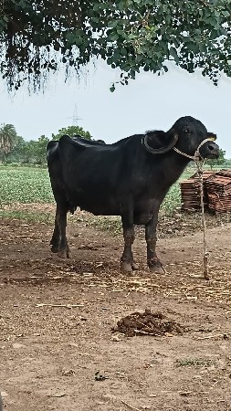 ભેસ
