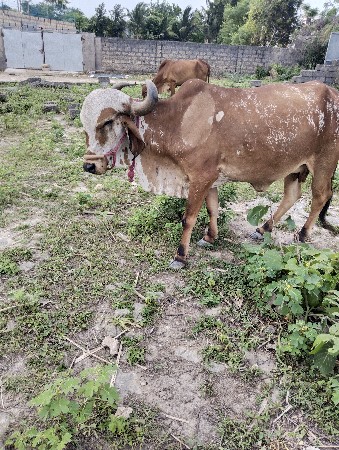 ગાય વેચવા ની સે.