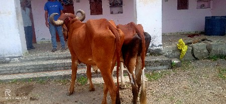 ગોધલા