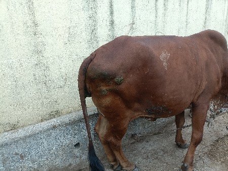 ગાય વેચવાની છે