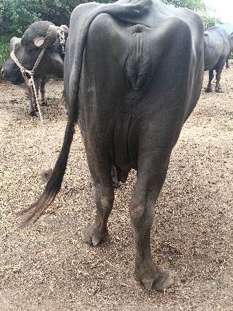 ભેંસ વેચવાની છે
