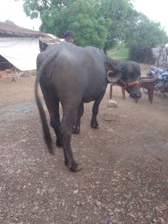 ખડેલી વેચવાની છે સાટા પણ ચાલે