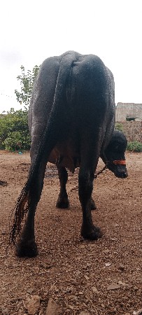 ભેસ વેચવાની છે