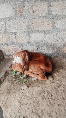 ગાય વેચવાની છે