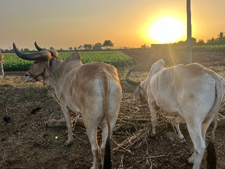 ગોઢલા વેચવાના છે