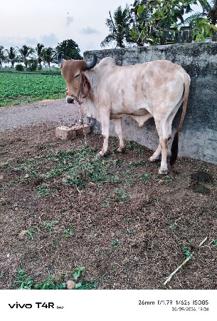 ગોઢલા વેસવાનાછે