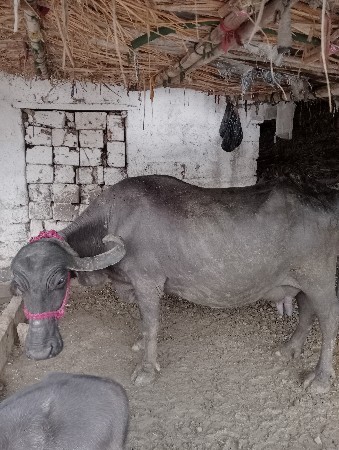 ભેંસ વેચવાની છે