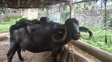ભેંશ વેચવા ની છે.