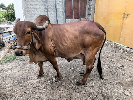 ગાય વેચવાની છે.