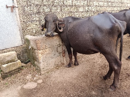 ભેંશ વેચવાની છે