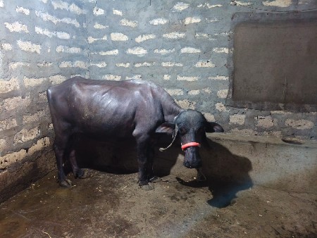 મહેશ ભાઈ