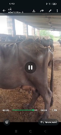 ભેસ વેચવાની છે