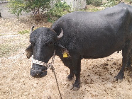 ભેંસ વેચવાની છે
