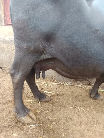 8. કાશી