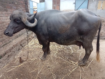 ભેંસ વેચવાની છે (જાફરાબાદી)