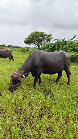 વેતર ૨