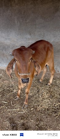 વોણકી વેસવાની છે
