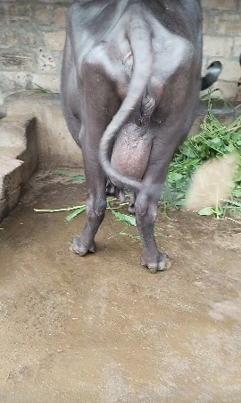 ભેંસ વેચવાની છે