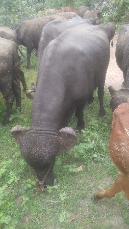 પાડો વેસવાનો સે