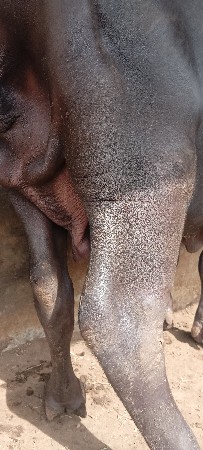 ભેંસ વેચવાની છે