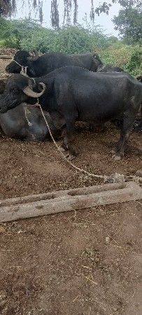 ટોટલ જવાબદારીથી દેવાની છે