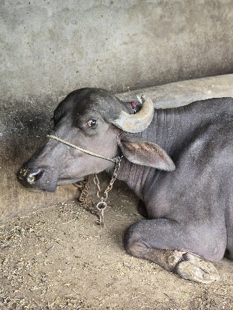 પેલેવેતરૂ