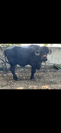 ભૈશ વેચવાની શે