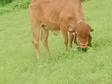 હોડકીરદેશીબીજદાણકરેલબેમહીના