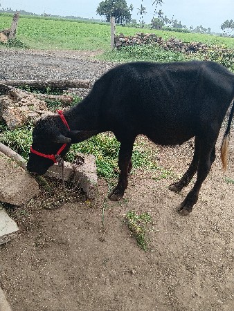 ધીરૂભાઇ