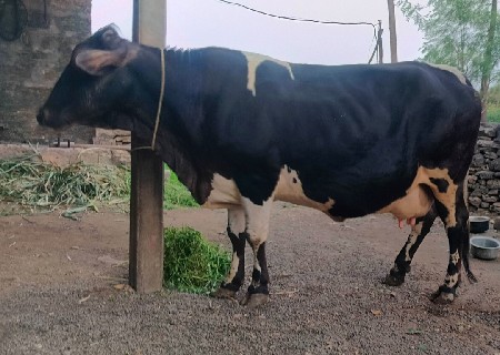 h f ગાય