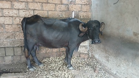 ભેંસ વેચવા નિ છે