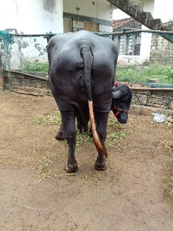 ભેંશ વેચવાની છે