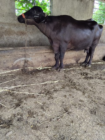 બીજું વેતર ગાભણીસે દસબારદીવસનીવારસે
