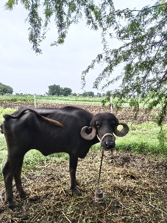 જાફરાબાદી ખડેલી વેચવાની છે