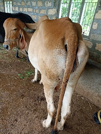 ગીર ગાય વેચવાની છે.