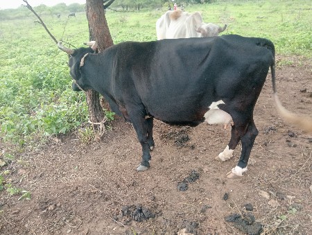 આ ગાય વેશવાનીછે