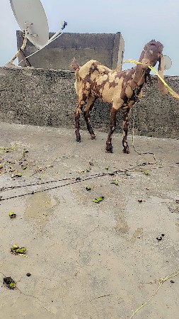 સિરોહી બકરા બકરી અને બકરો જોટો છે