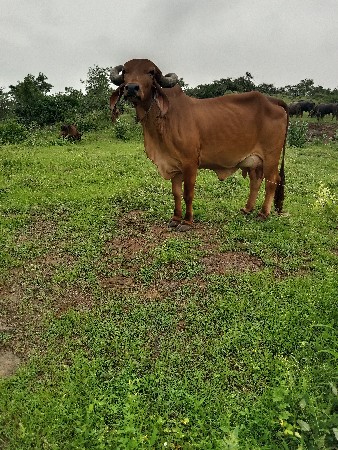 દેશી ગાય