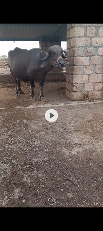 ખડેલૂ..ભેસ