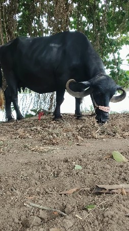 ભેંશ વેચવાની છે