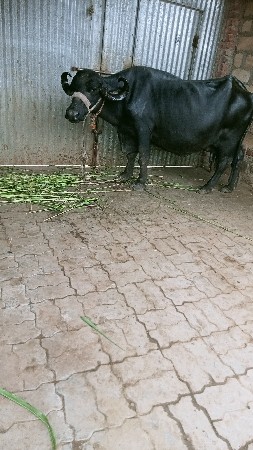 ભેસ