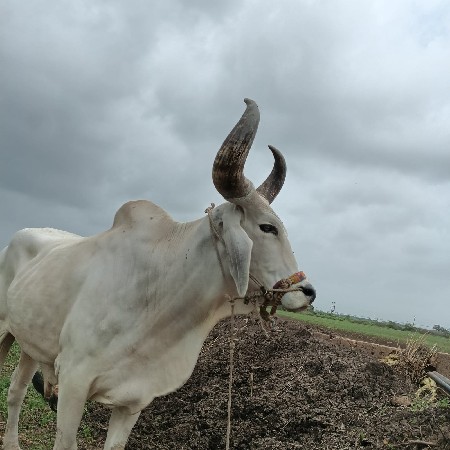 બળદ વેચવાનો છે