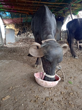 હર્ષદપુર ગામ જામનગર જિલ્લો