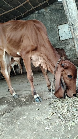 ગીર વાછડી