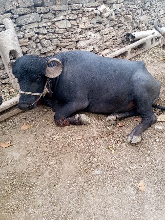 પાડો વેચવાનો છે